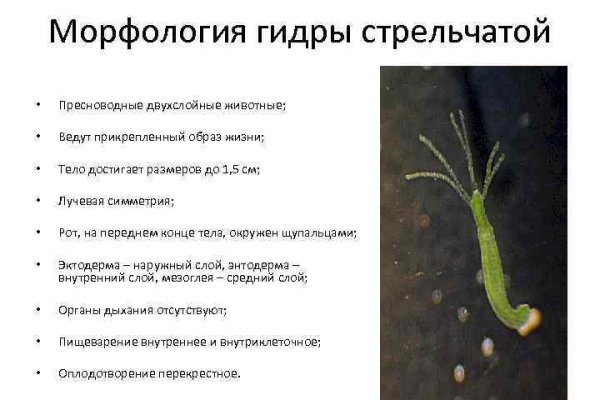 Kraken сайт зеркала